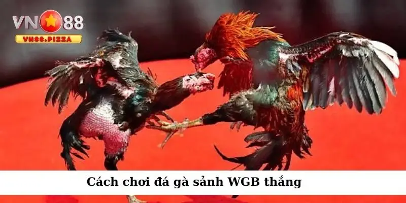 Cách chơi đá gà sảnh WGB thắng