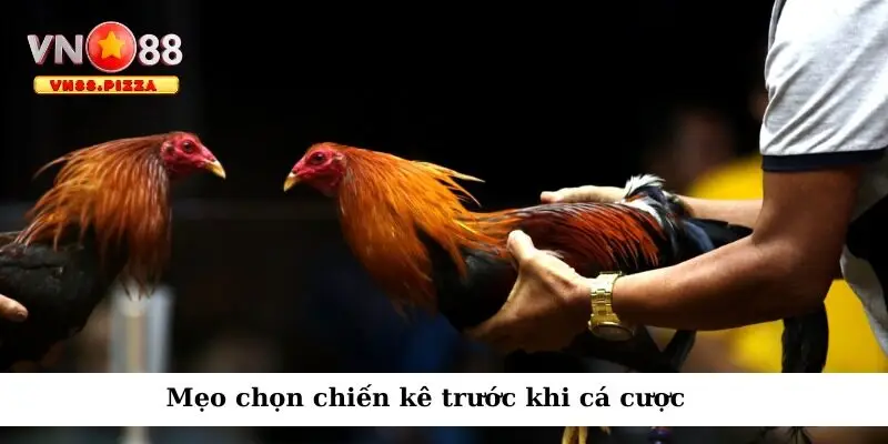 Chọn lựa gà đá kỹ càng trước khi cá cược